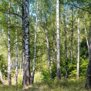 birch, grove, forest-2745850.jpg